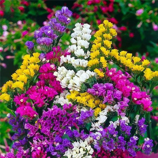 Gói 50 hạt giống hoa salem nhiều màu - nanuseeds