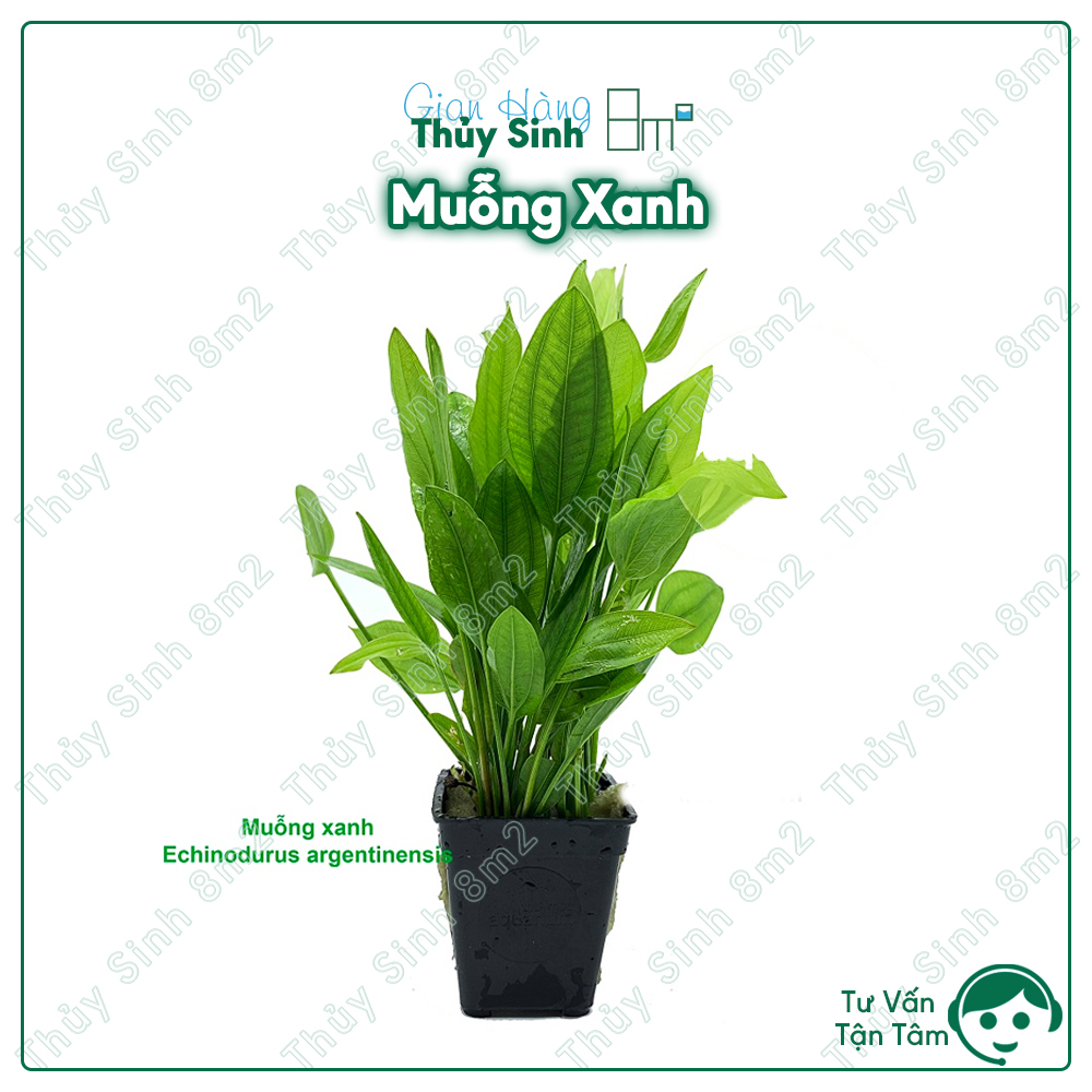 (Lá Cạn) Muỗng Xanh, Cây Thủy Sinh Không CO2, Cắm Nền, Trung Cảnh | 8m2