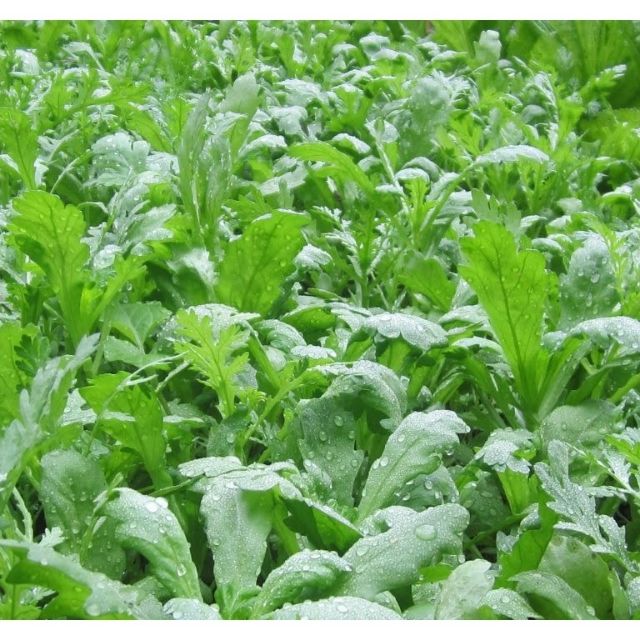 87A Hạt Giống Rau Cải Cúc Nếp Cao Sản Tách Gói 50H Trồng Thùng Xốp