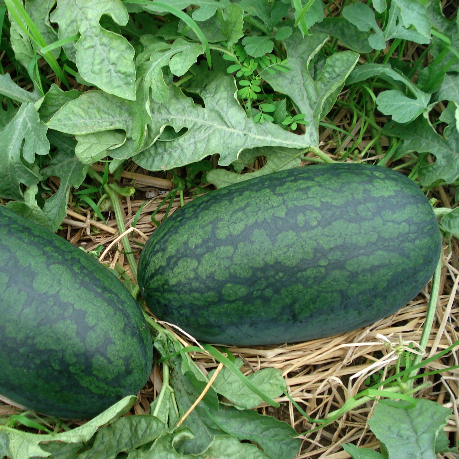 10 Hạt Giống Dưa Hấu Sai Trái