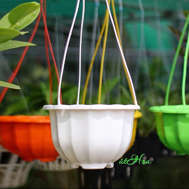 Chậu treo bí lớn đủ màu