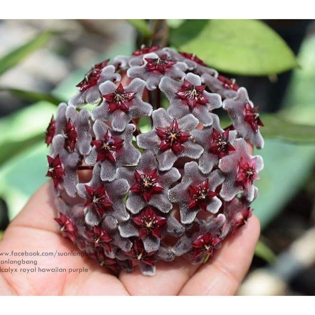 Cây giống Lan Cẩm Cù tím