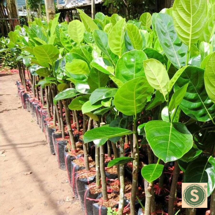 CÂY GIỐNG MÍT THÁI SIÊU SỚM CHANGAI 18 THÁNG CHO TRÁI- Freeship 20k đơn từ 49k