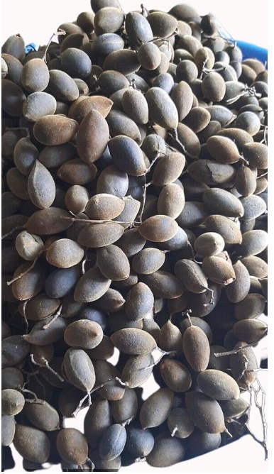 Say trâu 1kg, trái to ngọt