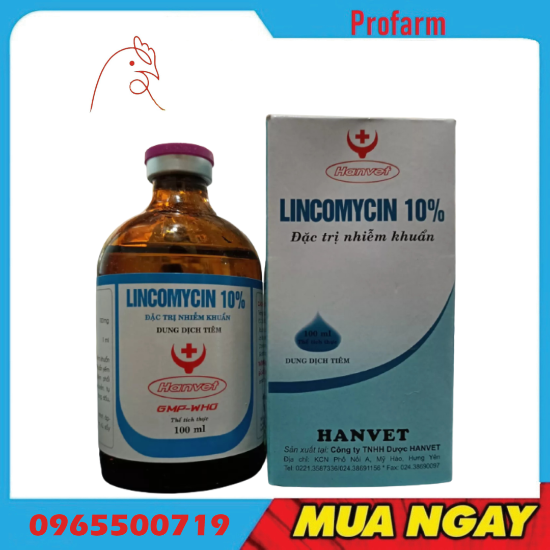 Hanvet Lincomycin10% Dùng cho thú cảnh, vất nuôi sản phẩm của công ty Han vet
