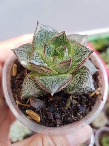 Sen Đá Bông Hồng Đen