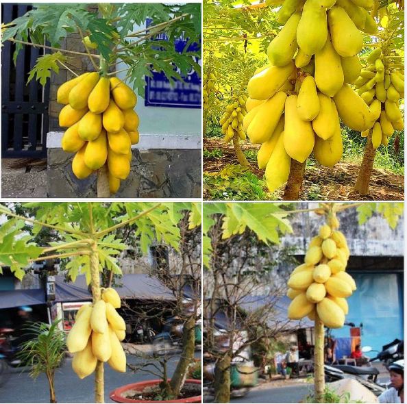 Bộ 2 gói Hạt giống Đu đủ da vàng ( TẶNG gói kích thích hỗ trợ hạt nảy mầm)