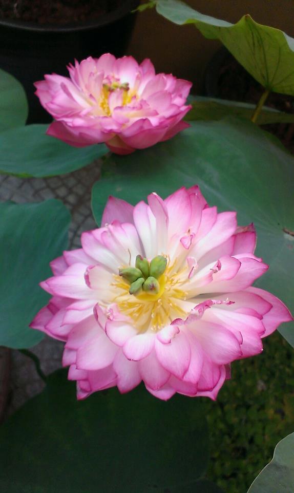 Hạt giống hoa Sen cung đình