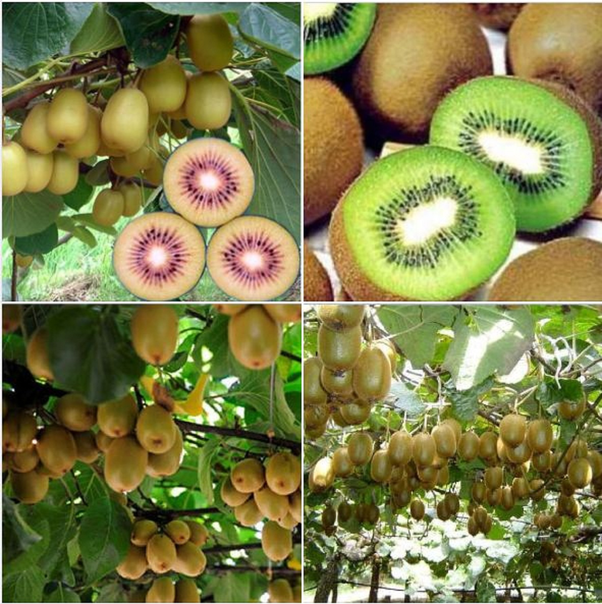 Hạt giống cây kiwi lùn siêu trái-gói 30 hạt/tặng kèm gói phân bón lót