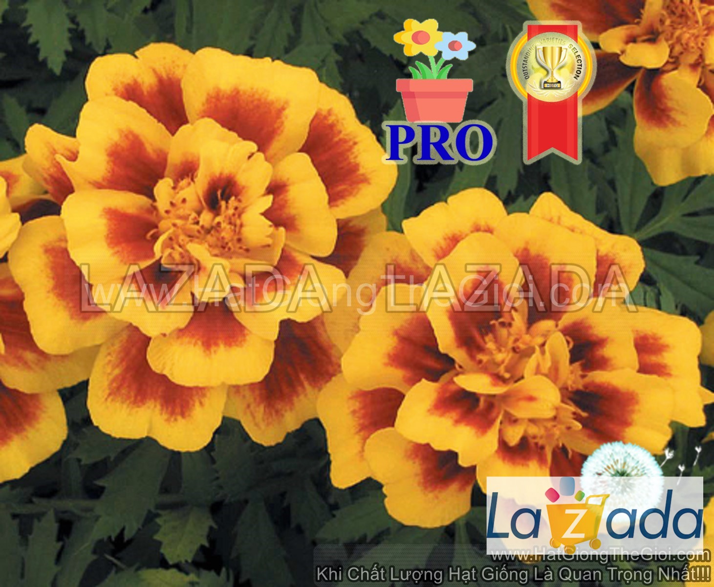 200.hạt hạt giống hoa cúc vạn thọ ban mai f1pro 30cm tg169