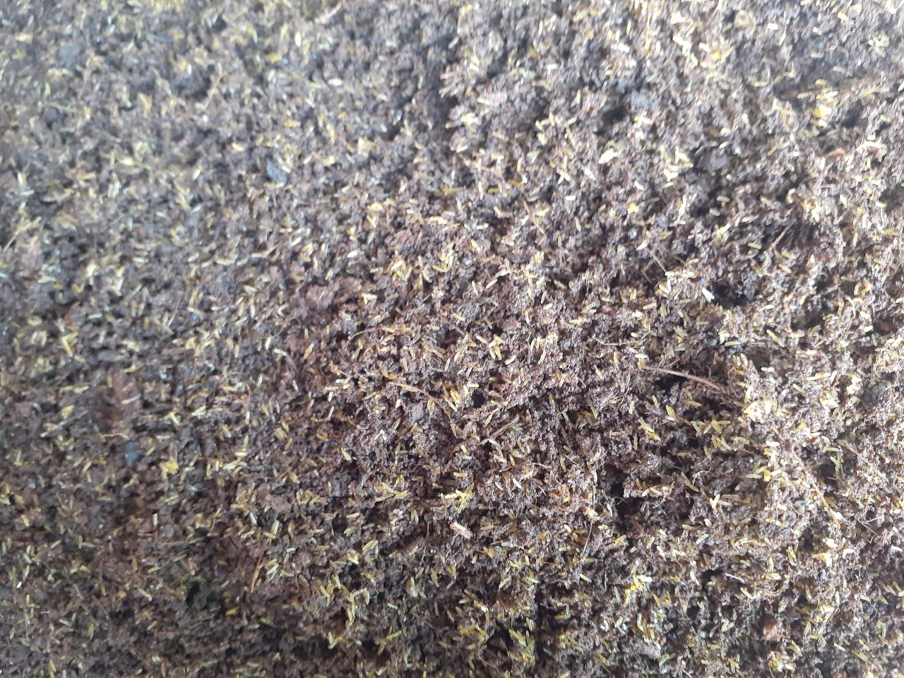 Sản phẩm giống trứng dế chất lượng