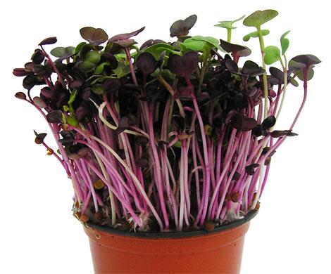 Hạt Giống Mầm Củ Cải Đỏ tỷ lệ nảy mầm cao 50g