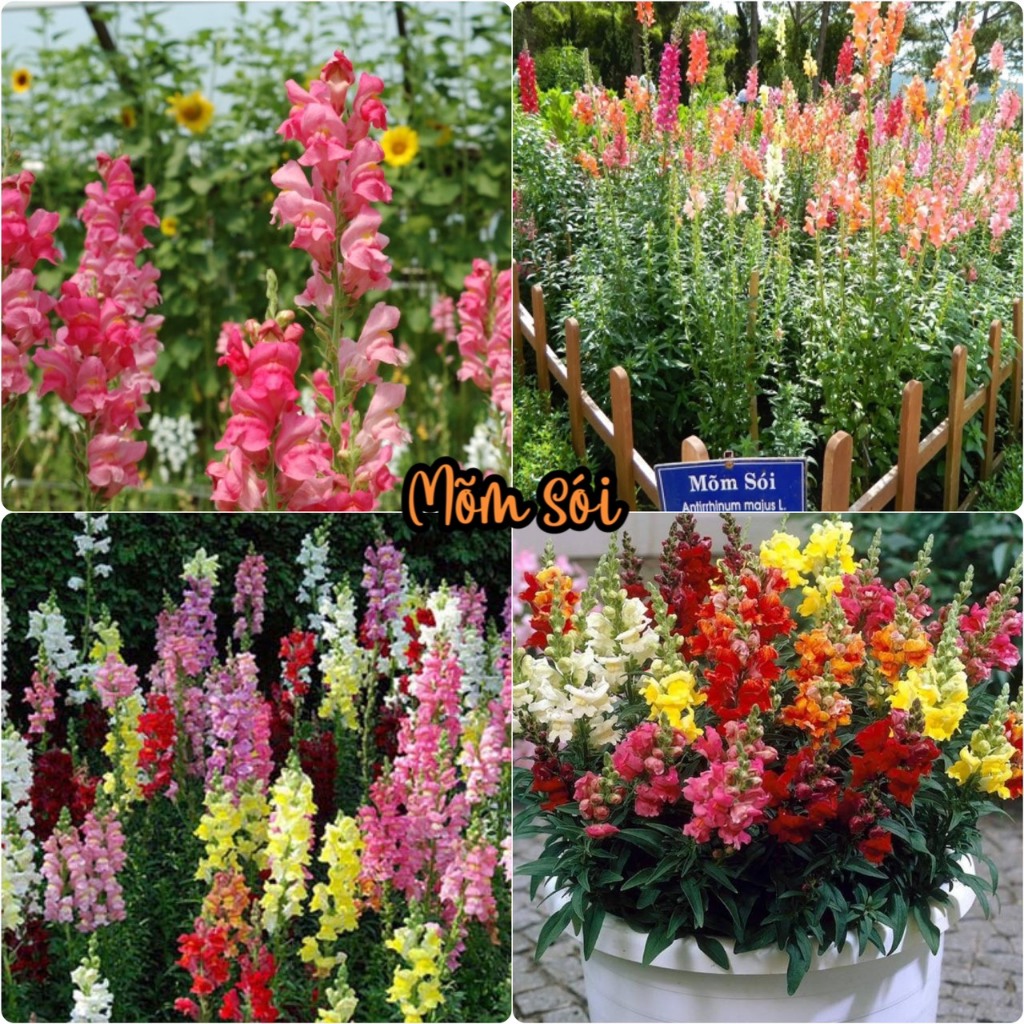Hạt giống hoa mõm sói nhiều màu-gói 100 hạt