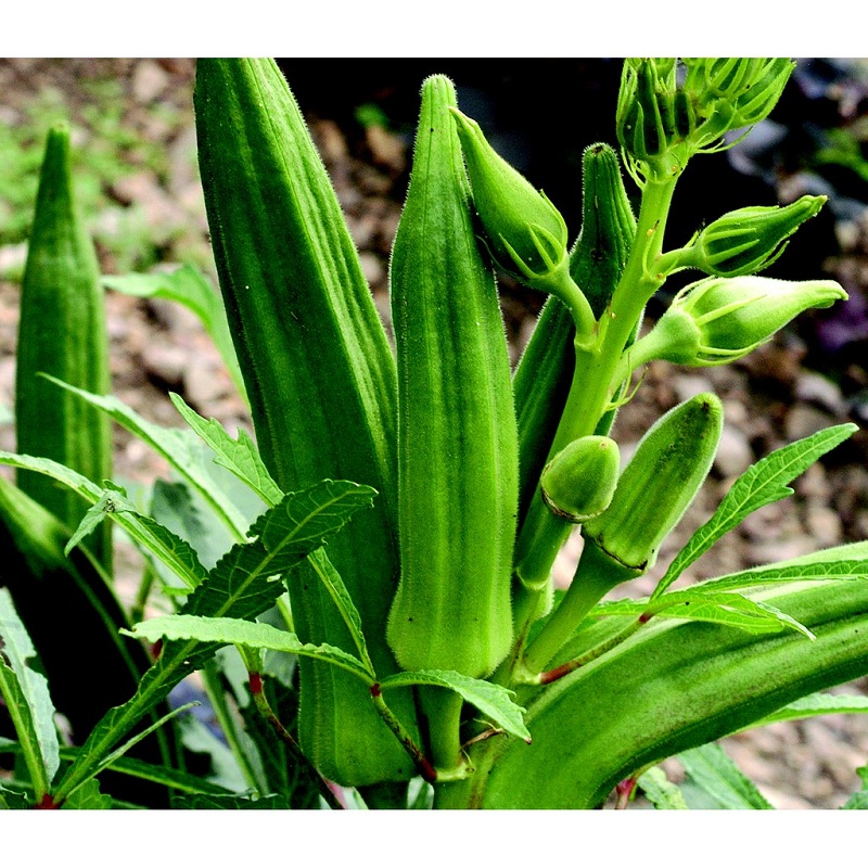 10gr_hạt giống đậu bắp xanh