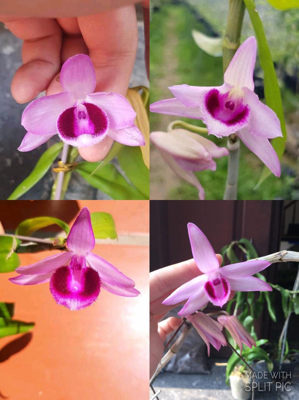 Phi điệp lai giống