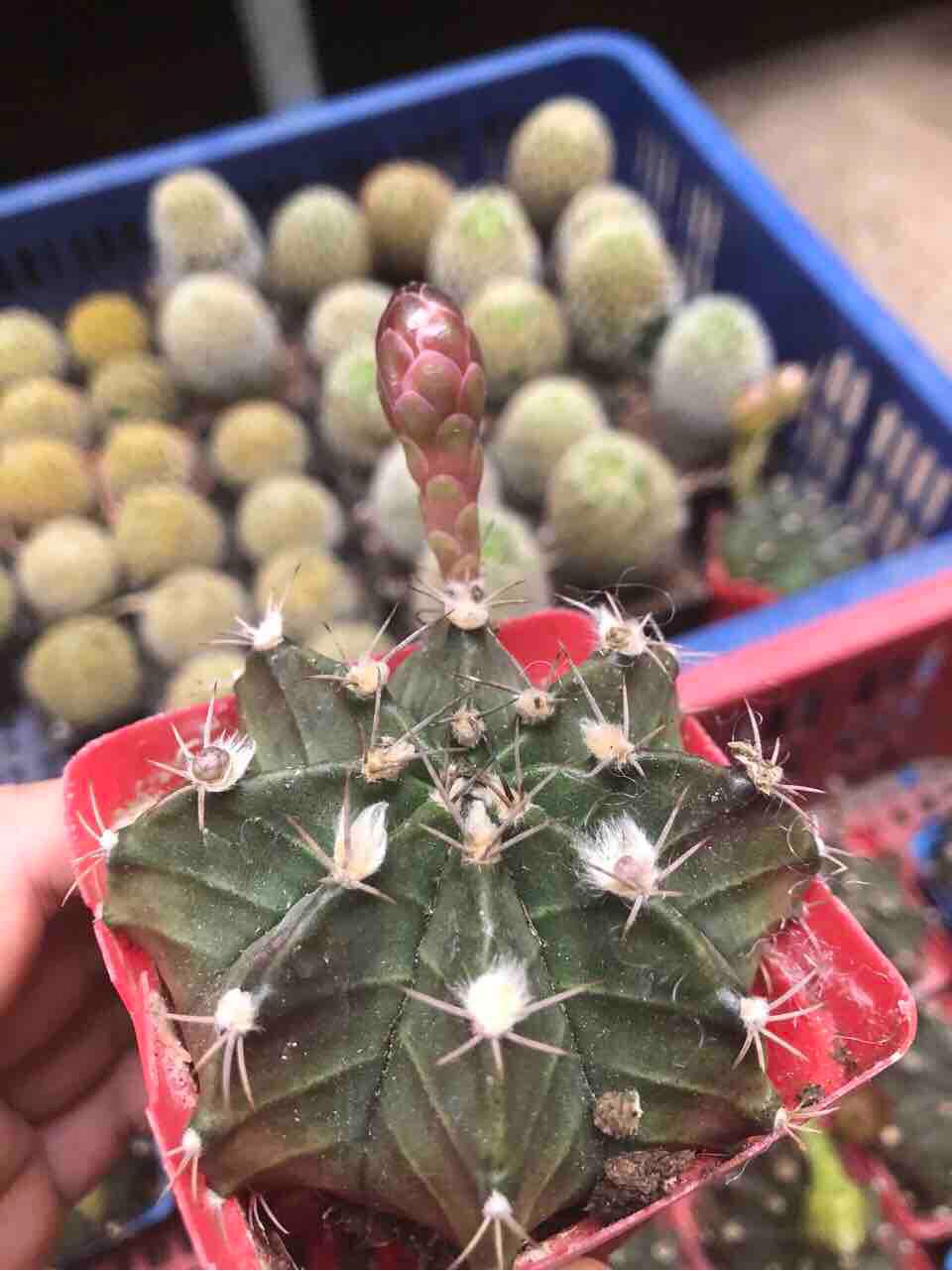 [HCM]Xương Rồng Gym size to