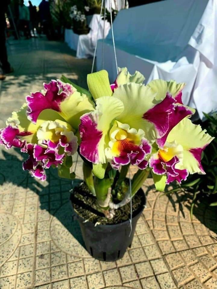 Lan Cattleya vua mèo hàng tem chuẩn hoa chậu trưởng thành sắp ra hoa khỏe đẹp dể trồng dể chăm sóc