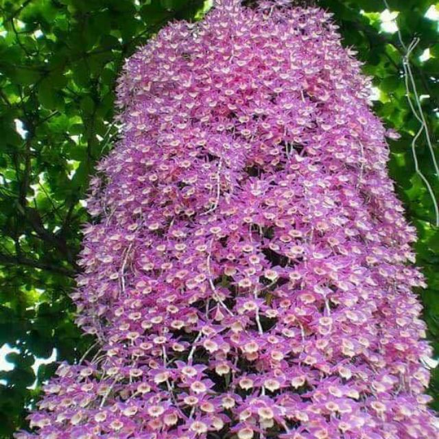 LAN THIÊN CUNG LỮ BỐ XƯA (HẠC VĨ ) - HOA SIÊU THƠM, SIÊU ĐẸP - BẢO HÀNH MẶT HOA -  CỐC SIZE TRUNG