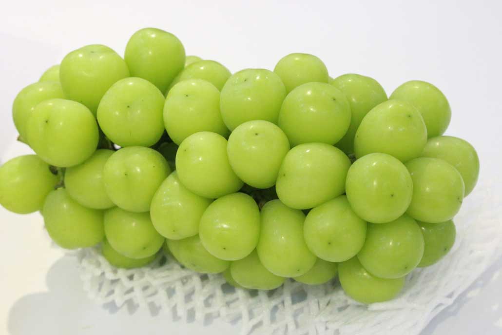 CÂY GIỐNG NHO MẪU ĐƠN