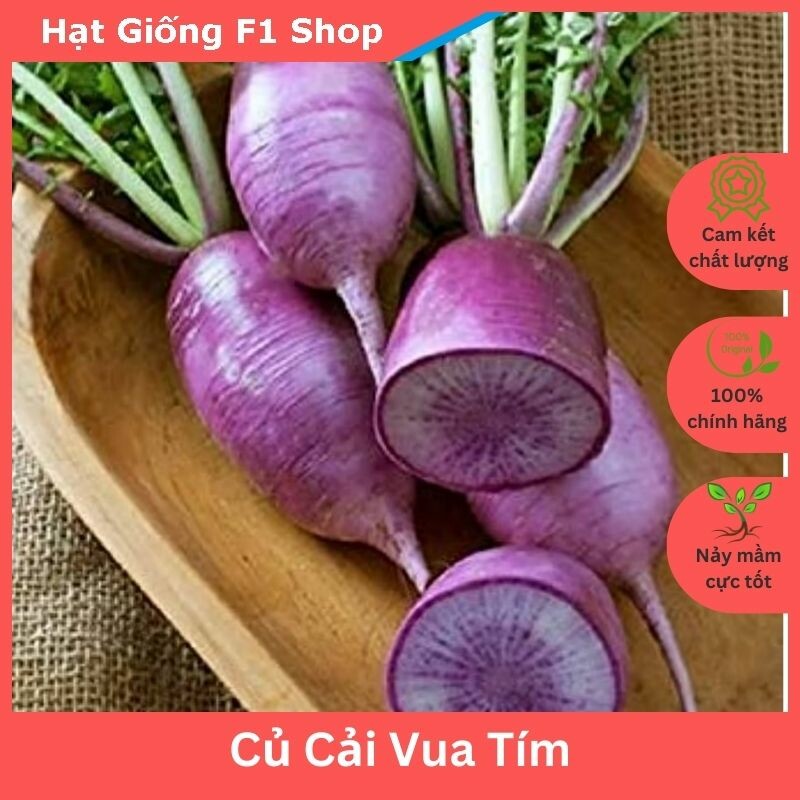 Hạt giống củ cải vua đỏ tím củ to 1kg - gói 20 hạt