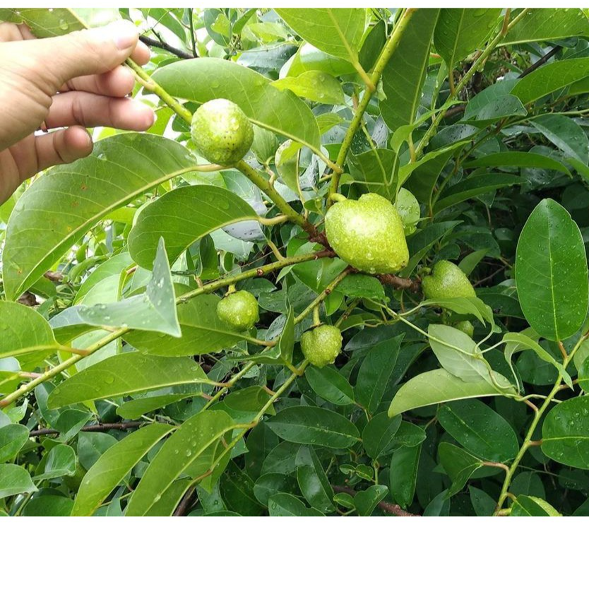 Lá Bình Bát khô lh 0975449688