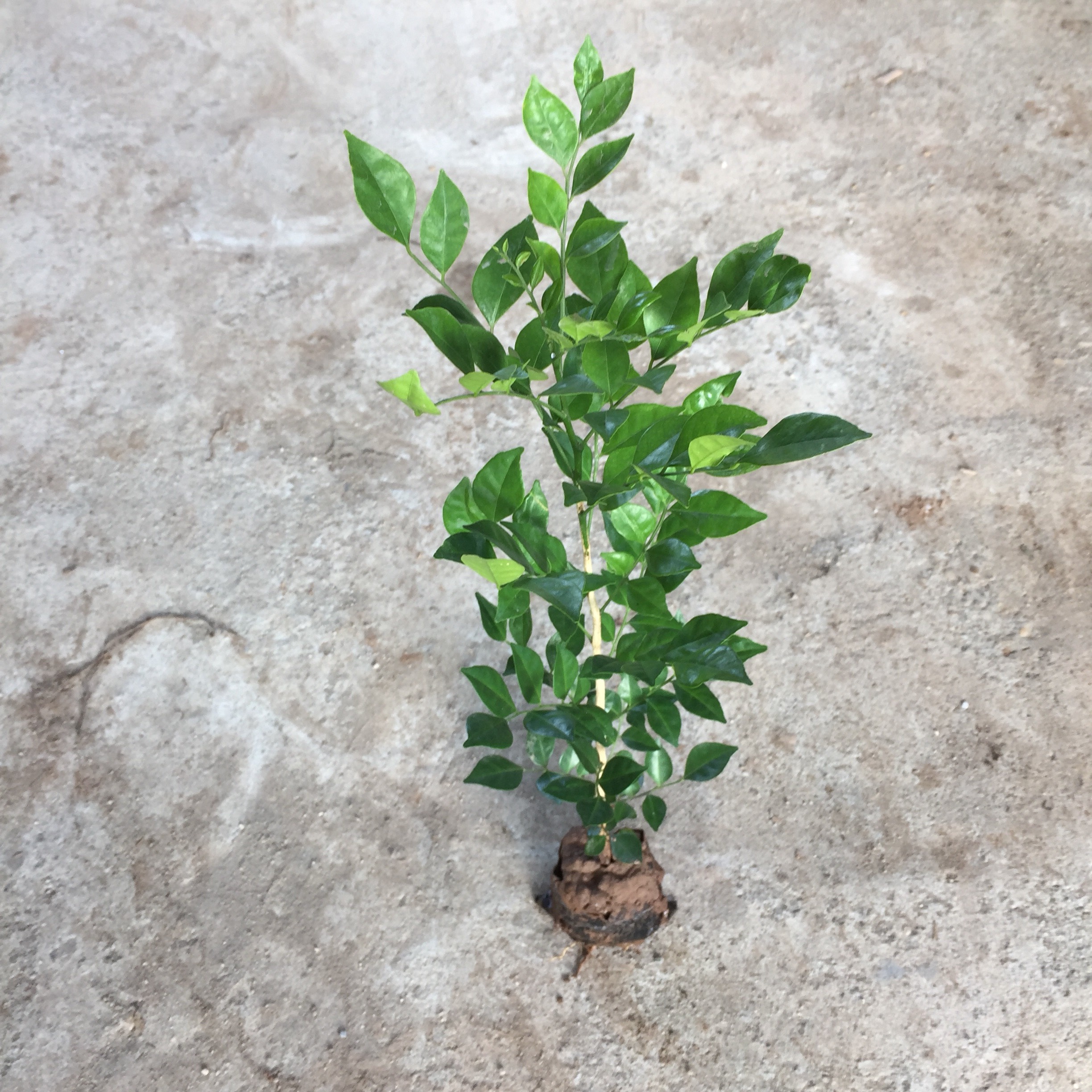 [TRI ÂN KHÁCH HÀNG] Cây NGUYỆT QUẾ nhỏ trồng công trình cao 30-40cm, sống khoẻ thích hợp trang trí hàng rào cảnh quan