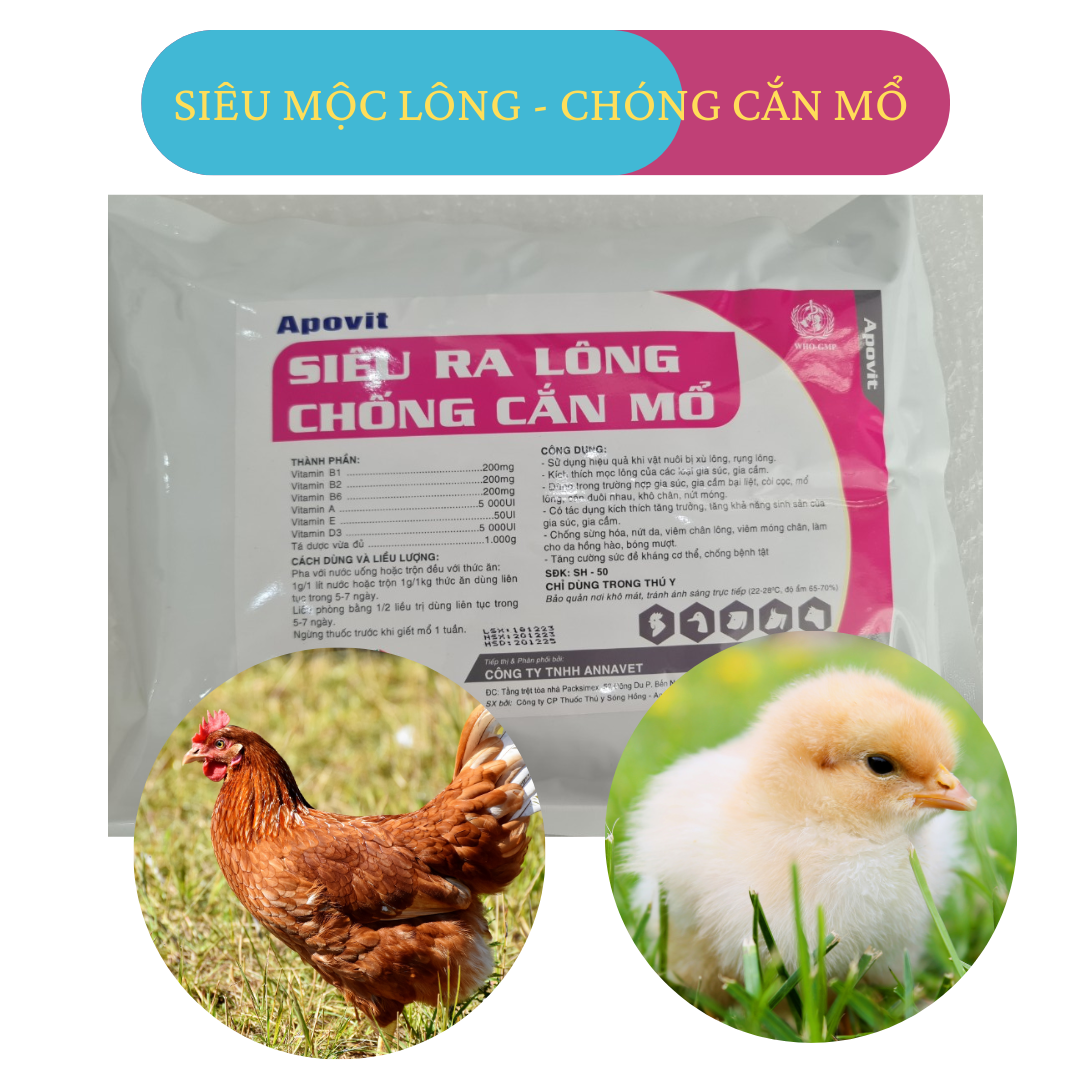 Còi lông , bung lông , kích màu đẹp mã gà vịt chóng cắn mổ , gà vịt