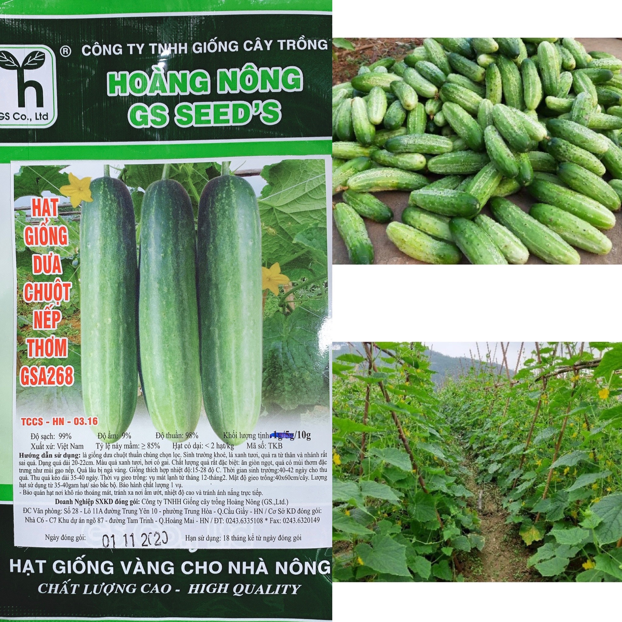 Hạt giống dưa chuột nếp thơm gsa268 - gói 10gr