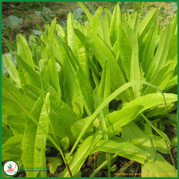 Hạt giống Cải Nhíp Sóc Trăng TN 285 - 10g, hiệu Trang Nông chất lượng, nảy mầm cao