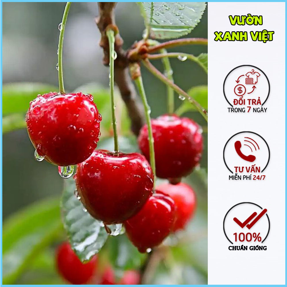 Cây cherry Brazil nhiệt đới, anh đào Brazil cây con giống F1 khỏe mạnh dễ trồng nhanh cho quả - Vườn Xanh Việt
