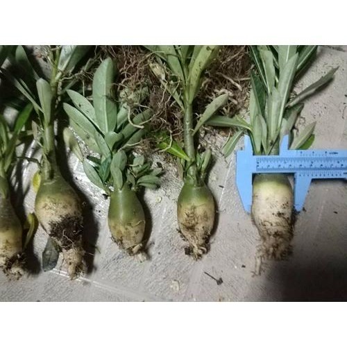 [HCM]Củ sứ kim tự tháp giống acayda(loại dẻ nhánh một cốt )