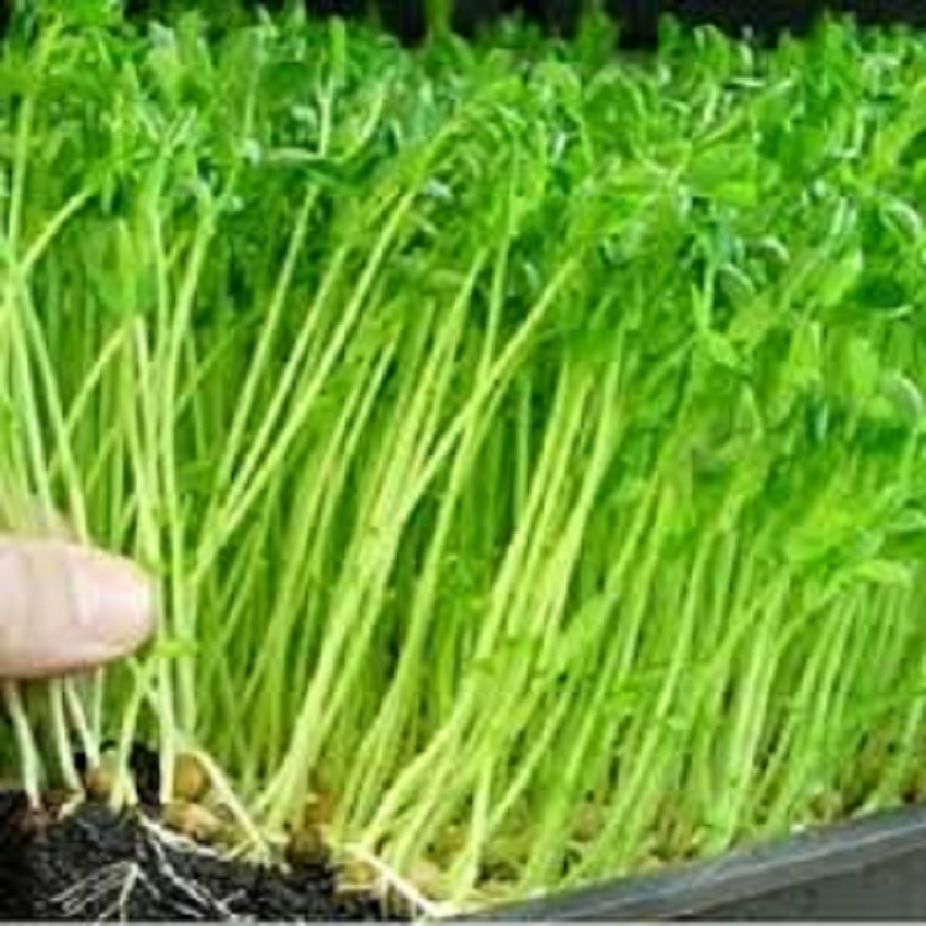 Hạt giống rau muống (ăn mầm)Thuận Điền 100g/goi