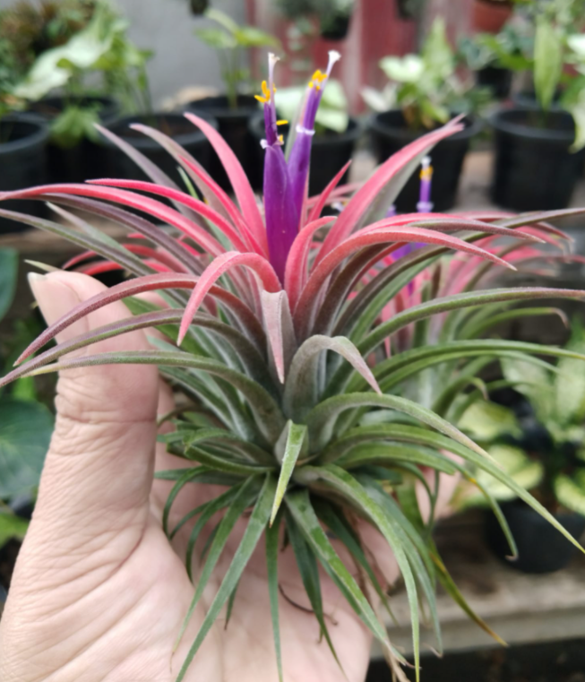 cây không khí thạch thảo lớn (màu đỏ)