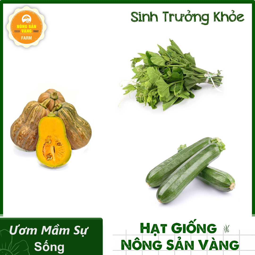Combo 3 Hạt Giống Bí (Bí Đỏ Hồ Lô - Bí Ngòi - Bí Siêu Ngọn)  Tỷ Lệ Nảy Mầm Cao, Sinh Trưởng Khỏe, Dễ Trồng - Nông Sản Vàng