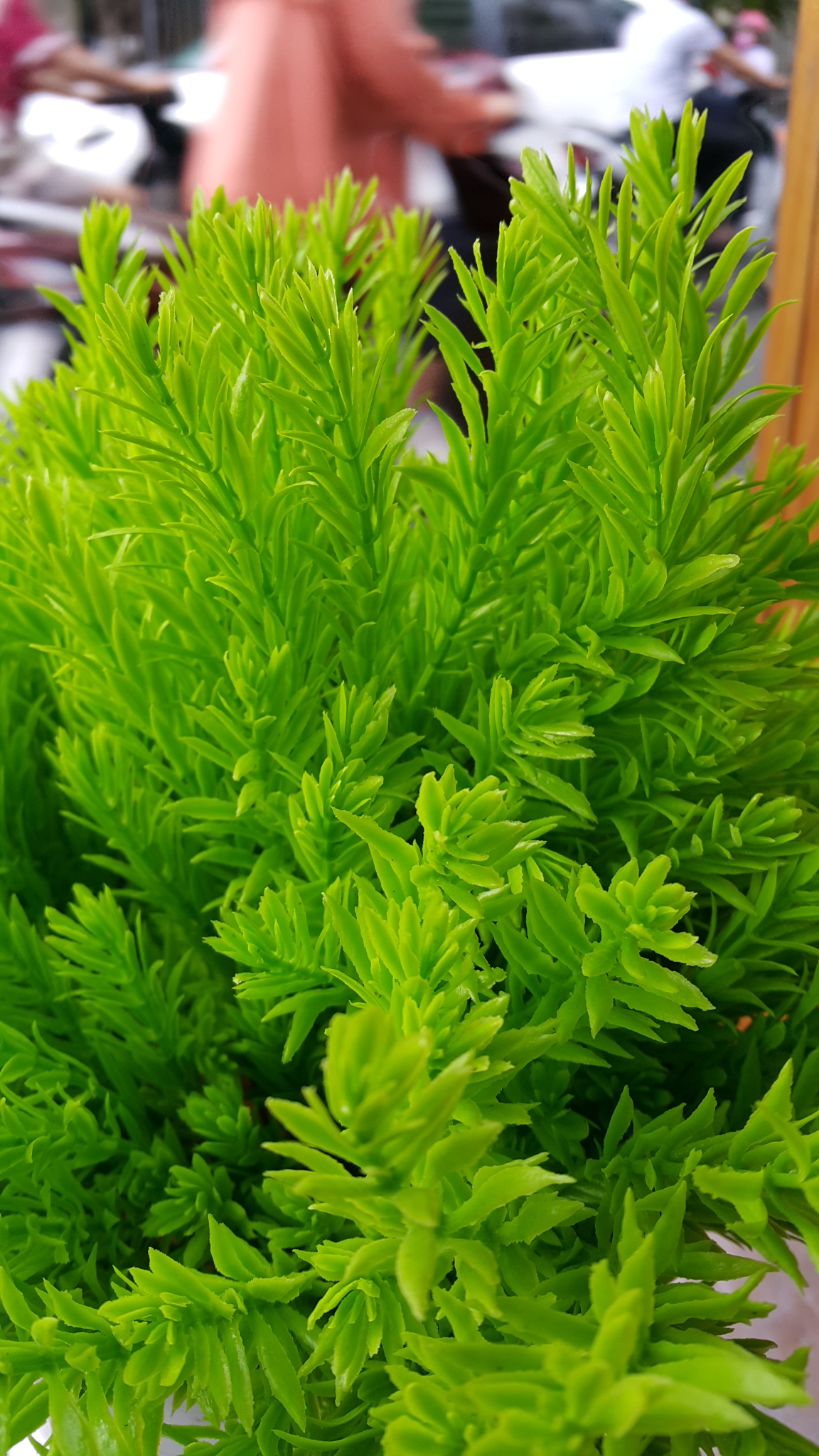 [HCM]1 Bụi lá liễu giả 5 nhánh - Hoa giả - Hương Flower