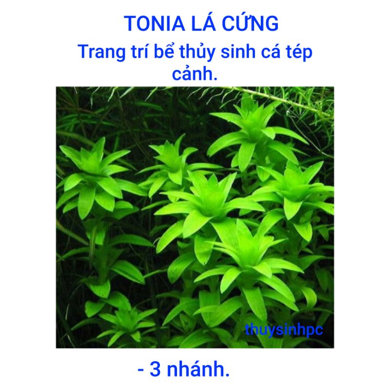 3 nhánh thủy sinh tonia lá cứng