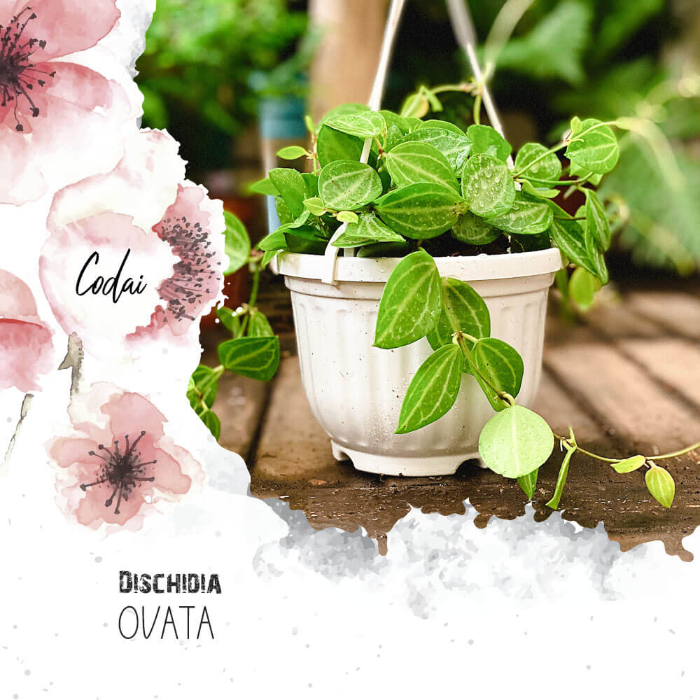 Cây Dischidia ovata Watermelon chậu treo bí ngô
