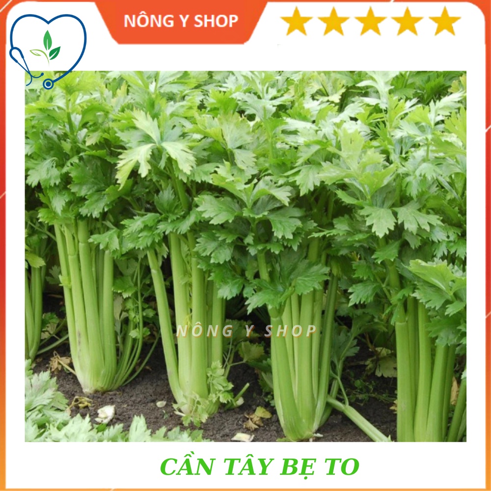 Gói 5g - hạt giống cần tây be to rạng đông giant celery 326