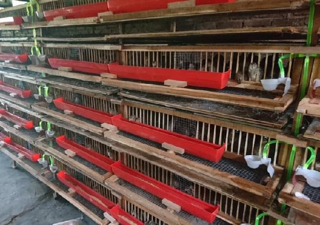 COMBO 20 MÁNG ĂN CHO CHIM CÚT-MÁNG ĂN CHO CHIM-PHỤ KIỆN ĂN UỐNG CHO CHIM
