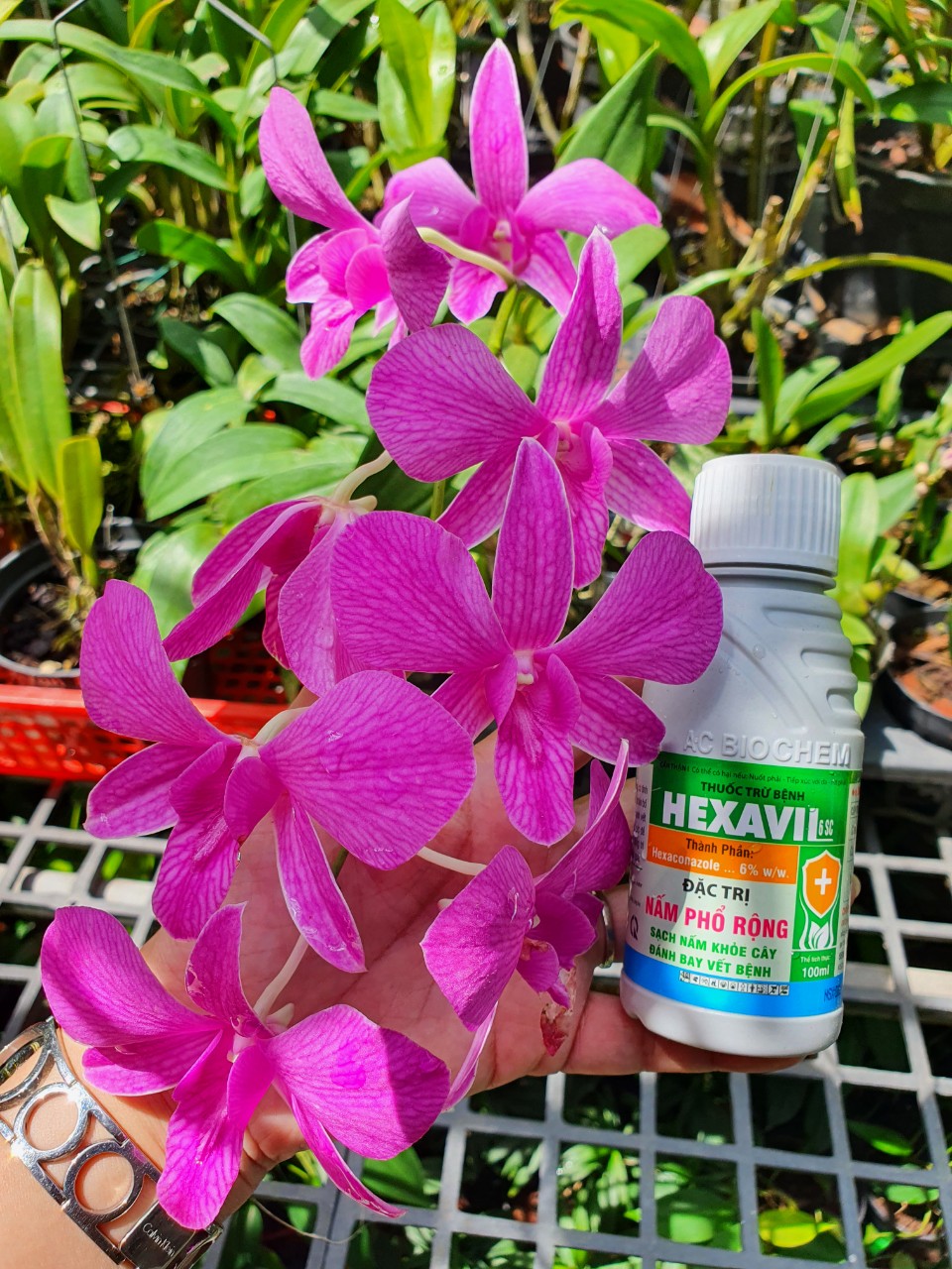 Hexavil 6sc- trừ nấm phổ rộng - chai 100ml -mai huy -trừ nấm phổ rộng