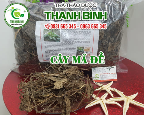 Cây mã đề 100g khô hàng công ty có giấy attp - đông y thanh bình