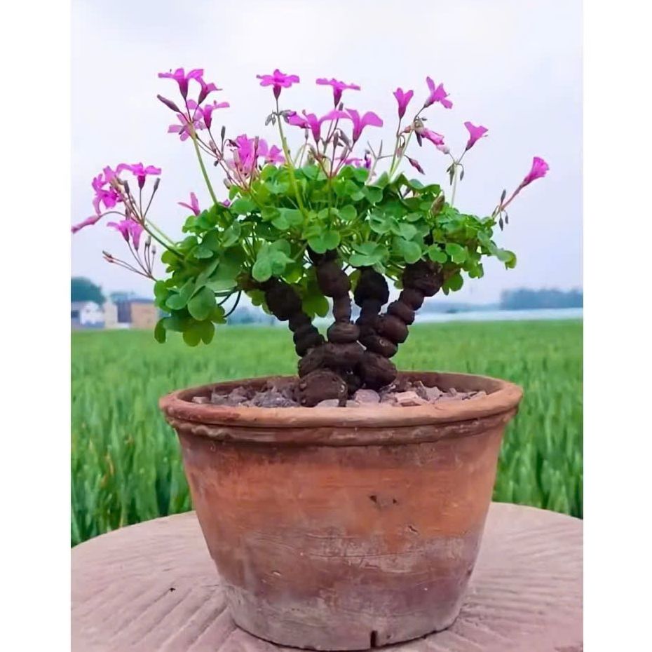 Củ ba lá ,củ me đất ( 4 Củ ) -trồng Bonsai, phong thuỷ, may mắn-củ nhỏ