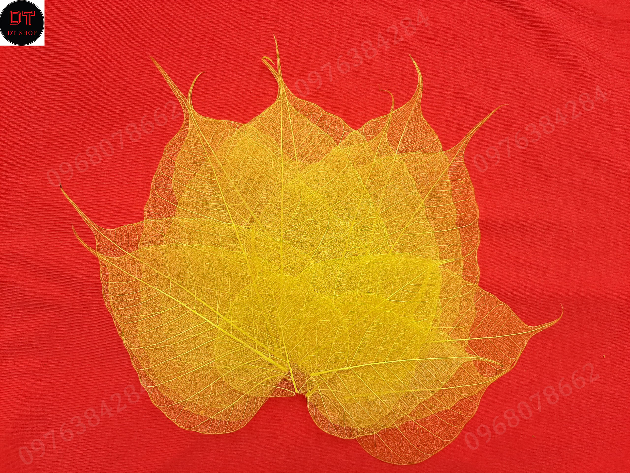 Set 10 xương lá bồ đề nhuộm vàng tự nhiên