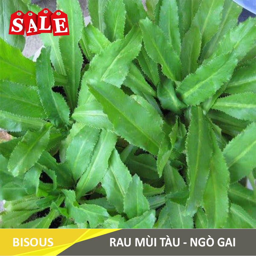 HẠT GIỐNG RAU MÙI TÀU - NGÒ GAI G13 Bisous KLT 20g