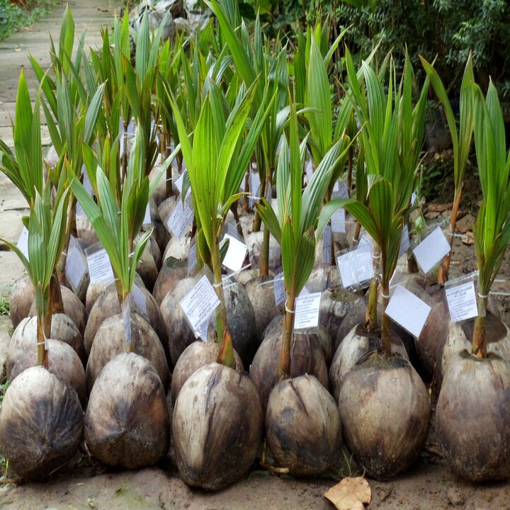 Cây giống dừa xiêm lùn