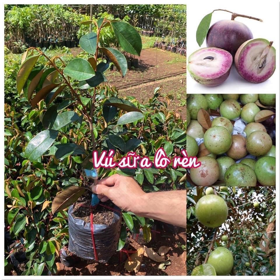 Cây giống Vú Sữa lò rèn giống (Cây đẹp, khỏe có bông, sinh trưởng tốt).