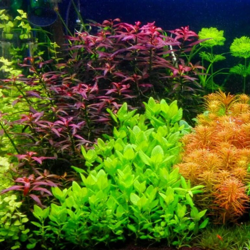 Cây thủy sinh, cây cắt cắm không cần CO2