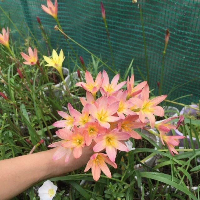 Củ huệ mưa ngoại Sunset straint chuẩn mặt hoa