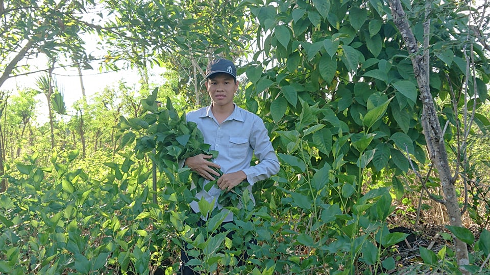 10 hom giống cây dâu tằm giàu dinh dưỡng cho vật nuôi