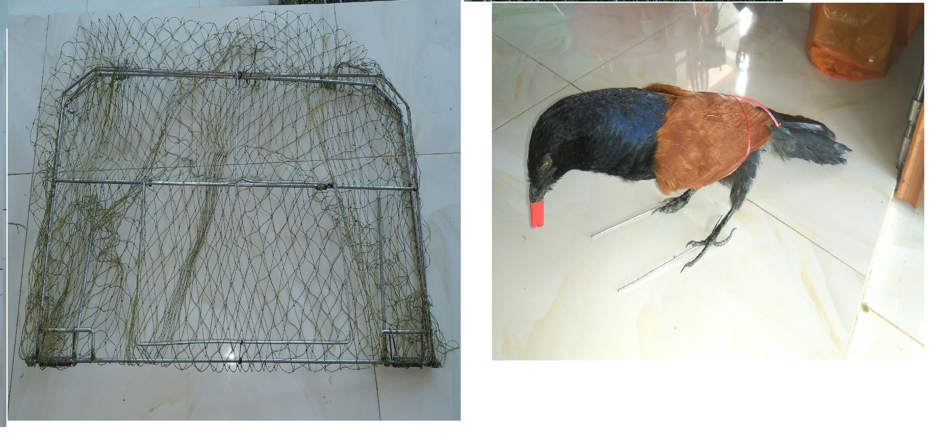 Combo Mẹt Vuôngbẫy quốc bịp và Bịp giả nhồi keo
